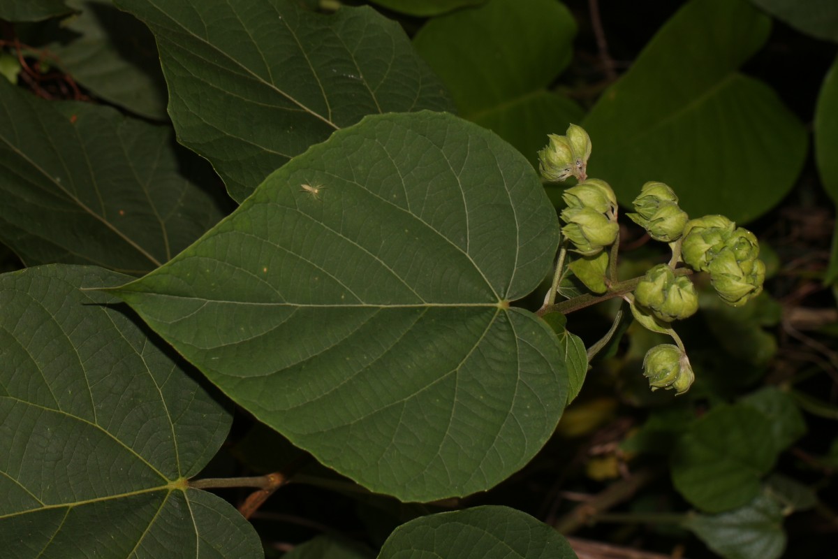 Clerodendrum infortunatum L.